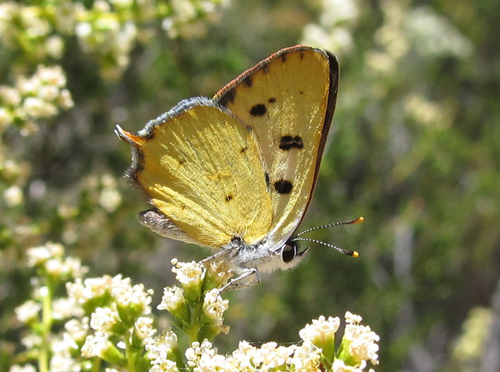 Hermes copper butterfly