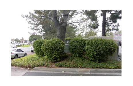 Pine tree and bushes shown in safe working space for transformer